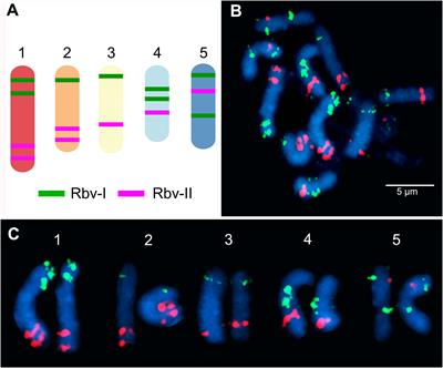 Oligo-barcode illuminates holocentric karyotype evolution in Rhynchospora (Cyperaceae)